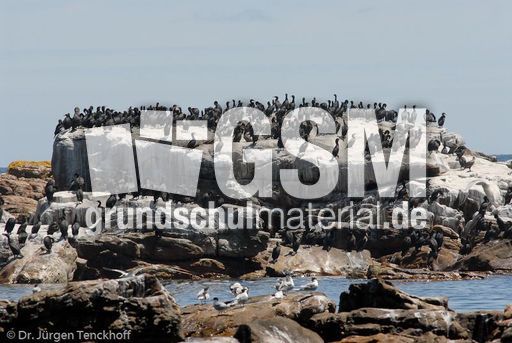 Kormoran (6 von 7).jpg